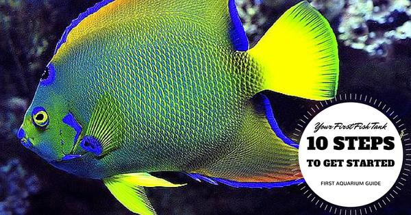 Your First Fish Tank - 10 Steps to Get Started