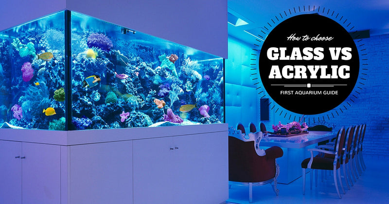 How to choose your first aquarium: Glass vs Acrylic