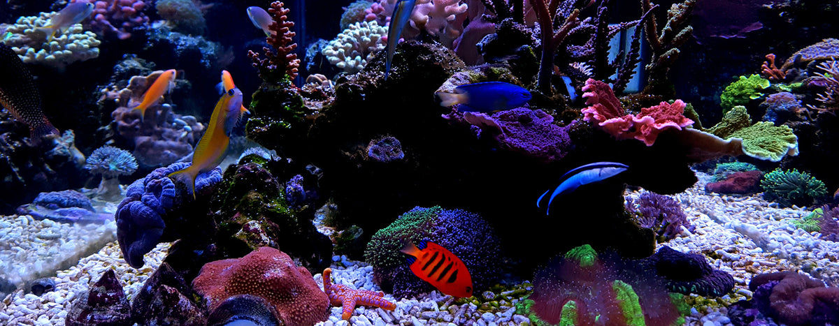 premium aquariums