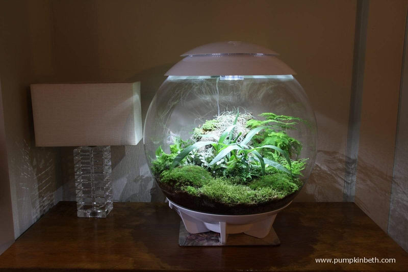biorb air terrarium plants biOrb Air 60L/16G Terrarium with LED Lights