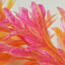 biOrb Red / Pink Aquarium Plant Pack (46058)