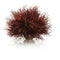 biOrb Sea Lily Aquarium Plant - Crimson (46077)