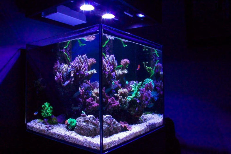CAD Lights 50 Gallon Artisan II Cube Professional Reef Aquarium