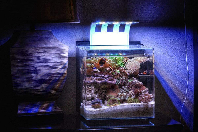 CAD Lights 8 Gallon Mini All-In-One Glass Aquarium (1808-M)