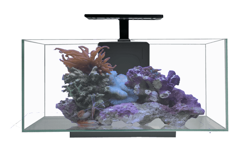 JBJ 10 Gallon Desktop Flat Panel - Freshwater Glass Aquarium w/ Filter and LEDs (RL-10-FP)