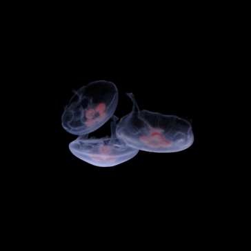 Sunset Marine Labs Moon Jellyfish - 3 Small Jellyfish